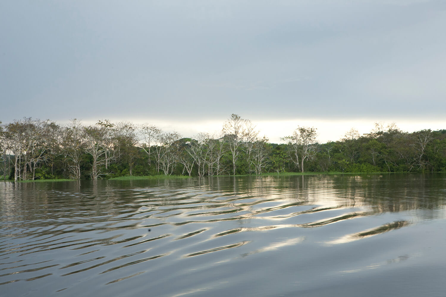 AMAZONAS 29 rio galeria_MG_4748.jpg